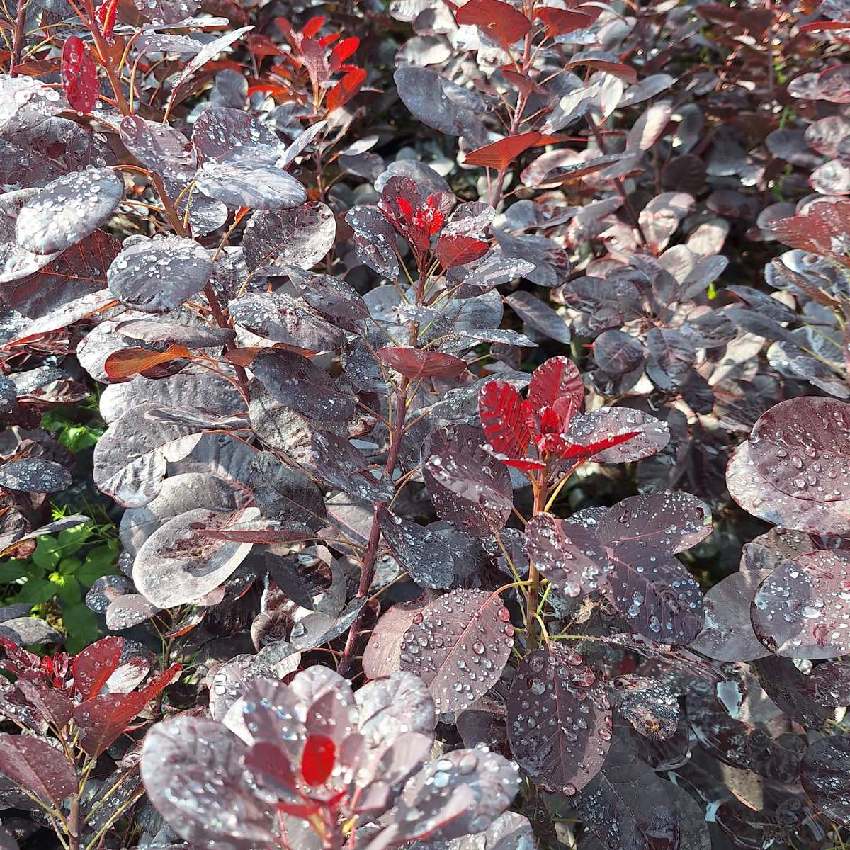 COTINUS ROYAL PURPLE (2)-min