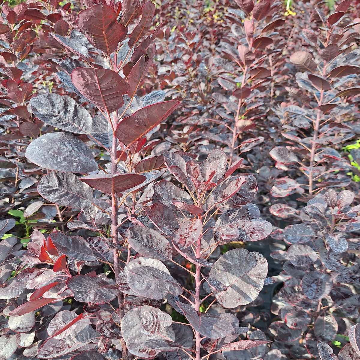 COTINUS ROYAL PURPLE-min