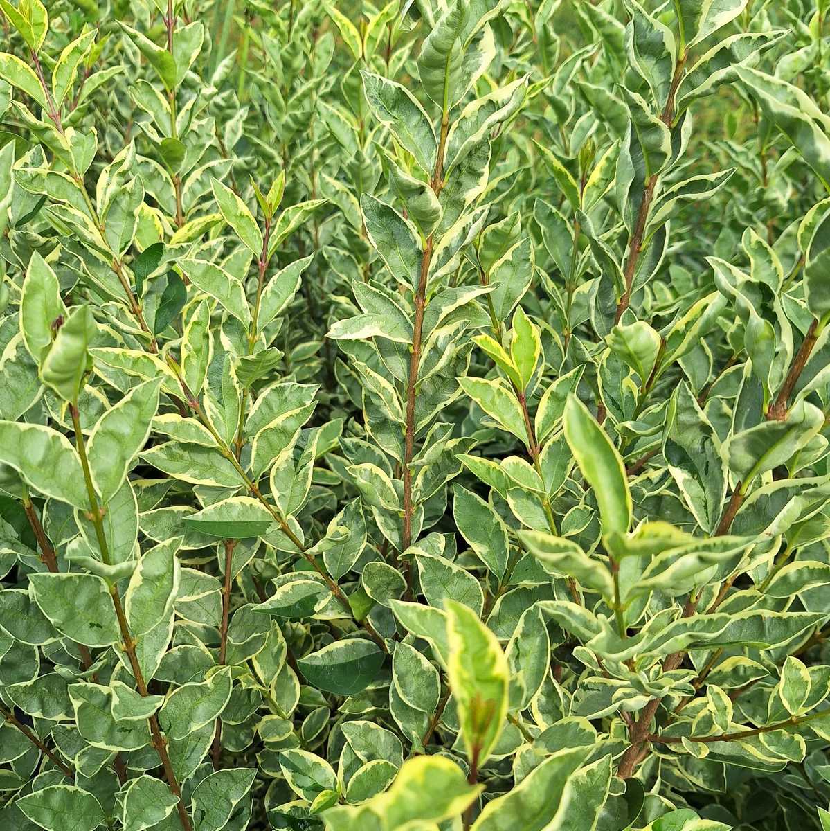 LIGUSTRUM ARGENTEUM (2)-min