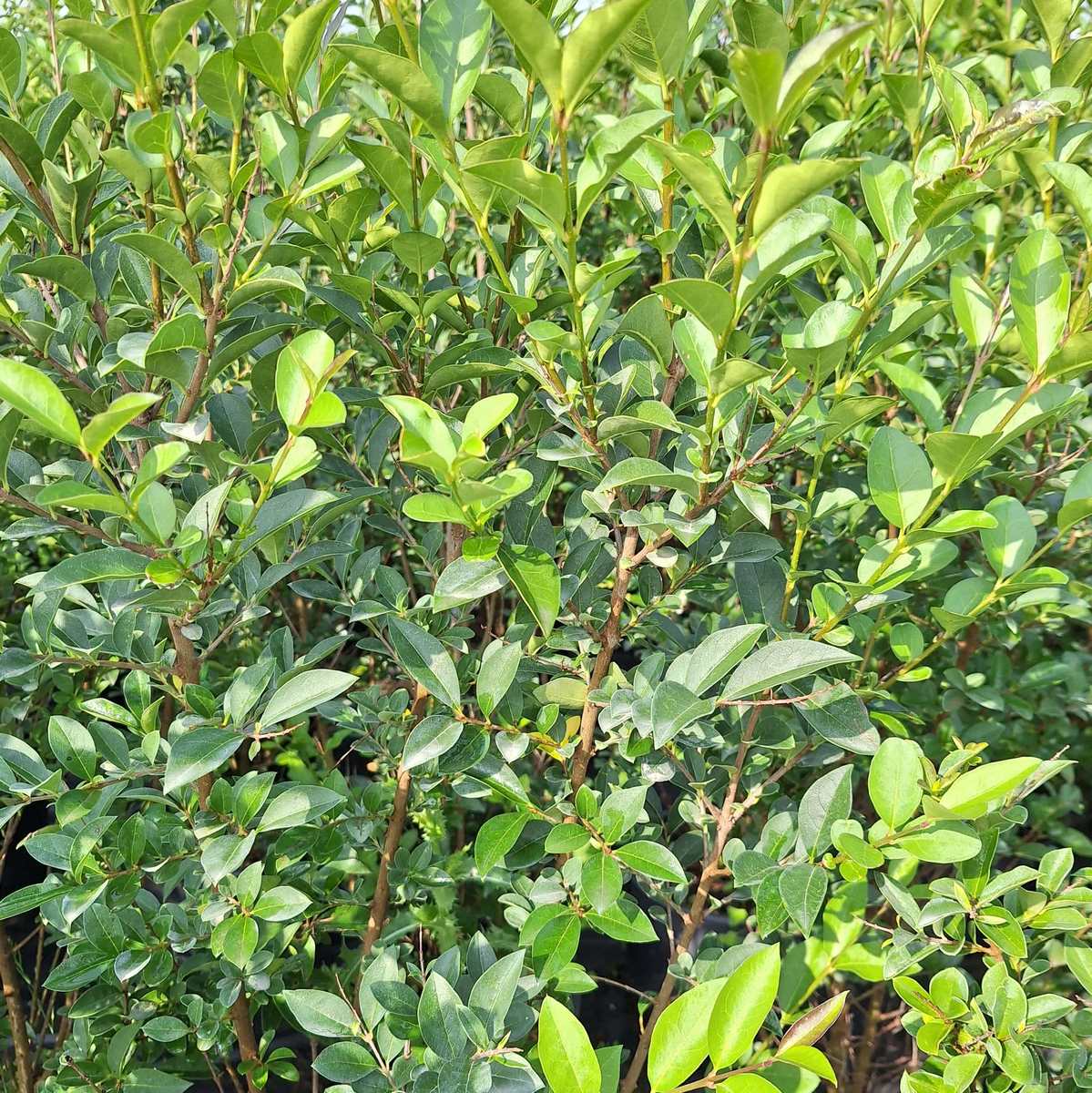 LIGUSTRUM OVALIFOLIUM (2)-min
