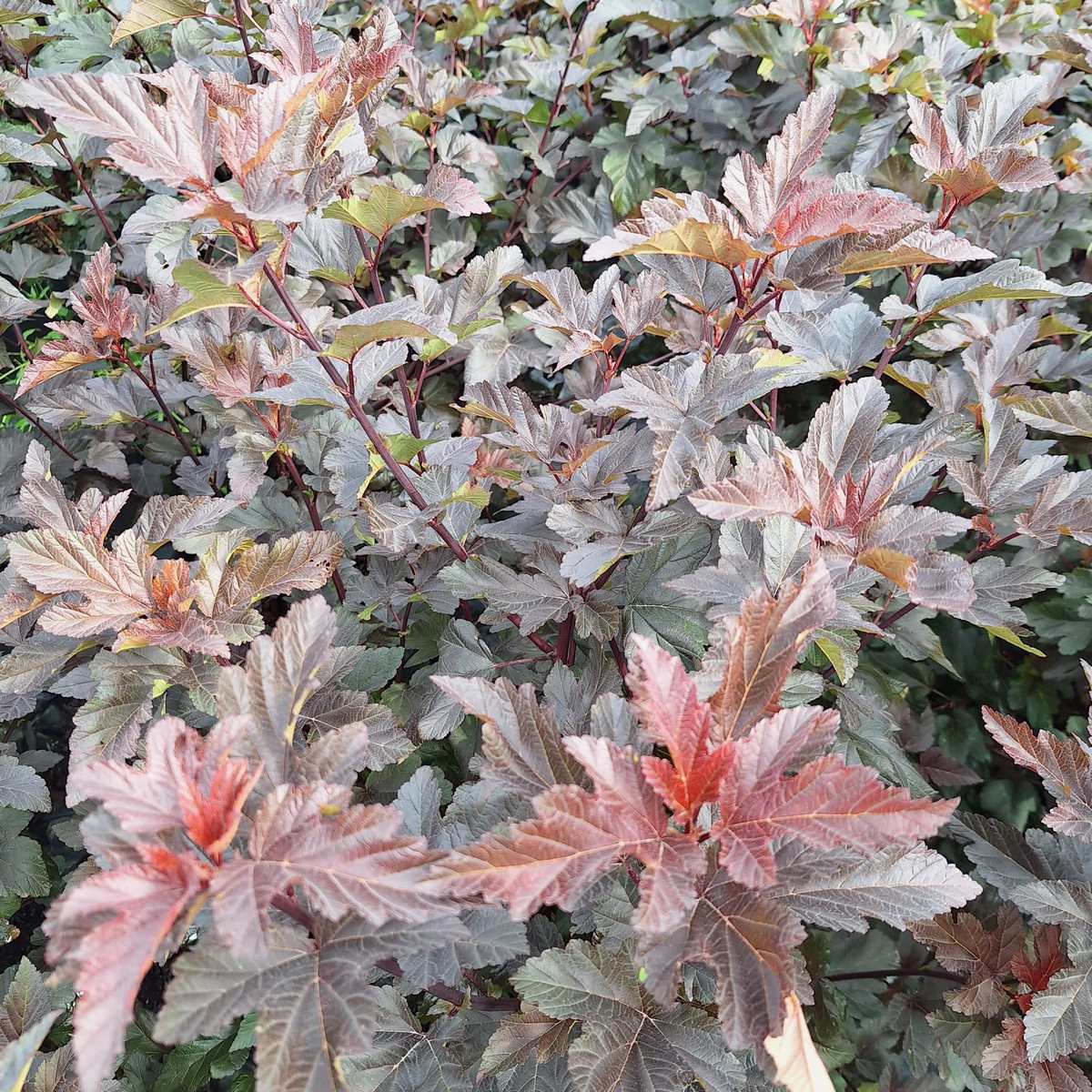 PHYSOCARPUS DIABOLO (2)-min