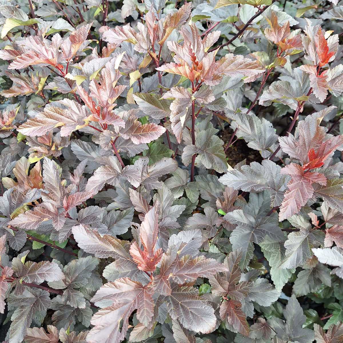PHYSOCARPUS DIABOLO-min