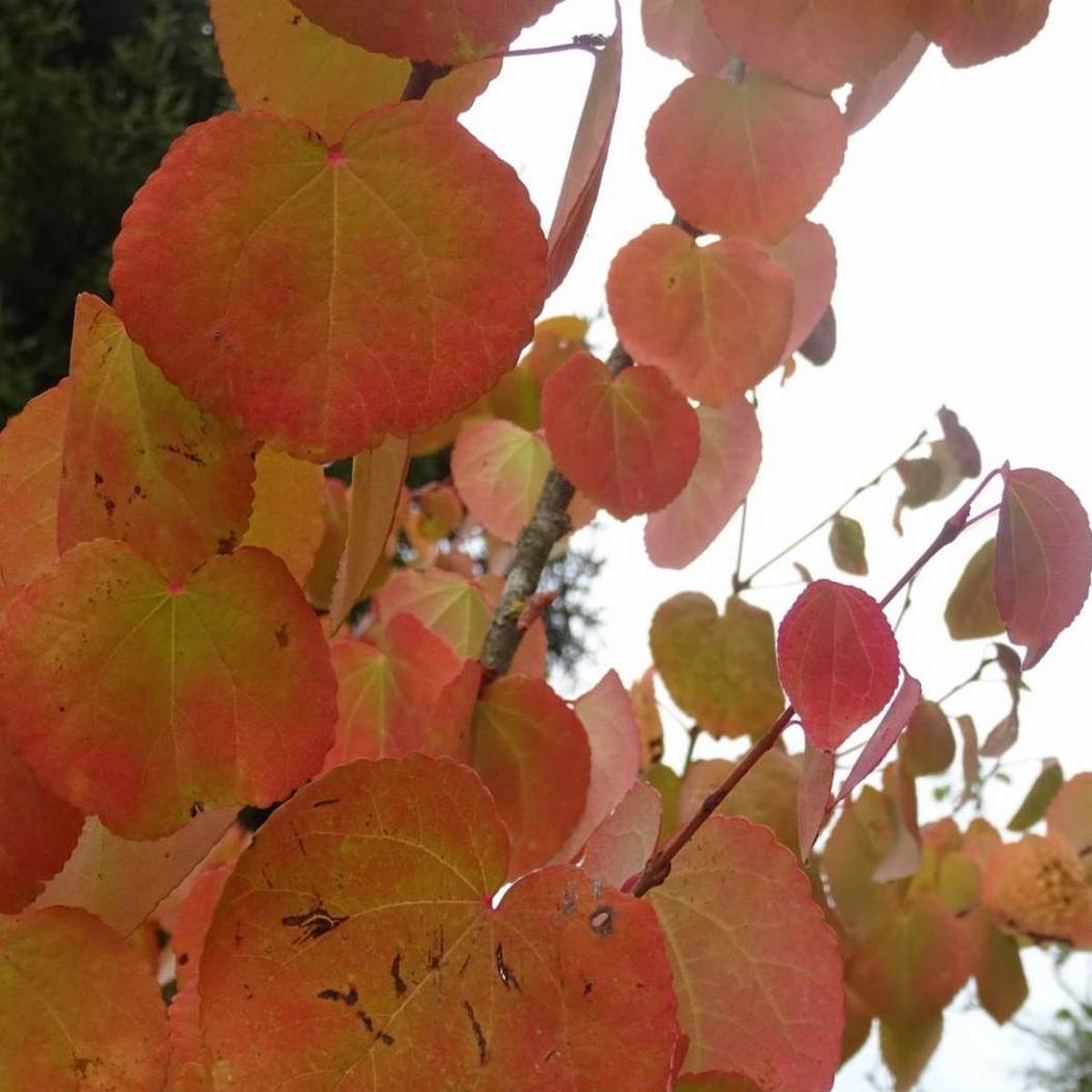 CERCIDIPHYLLUM JAPONICUM W-min