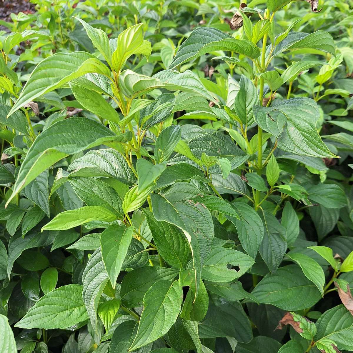CORNUS FLAVIRAMEA (2)-min