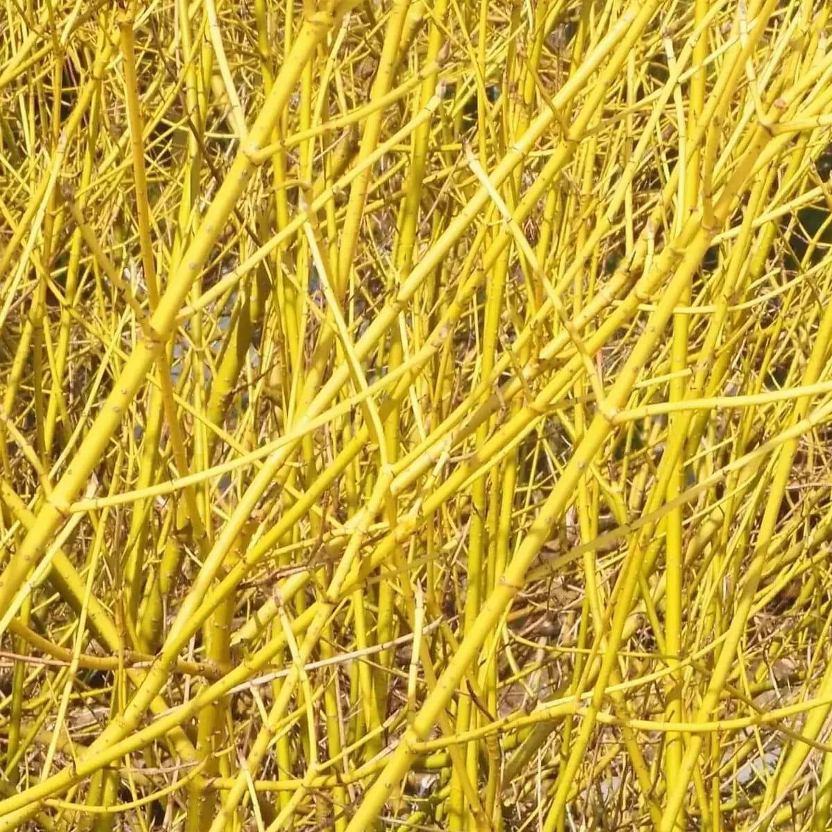 CORNUS FLAVIRAMEA (3)-min