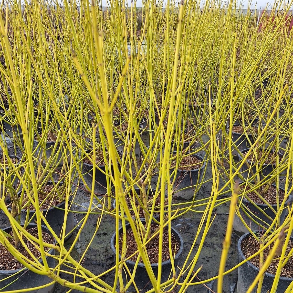 CORNUS FLAVIRAMEA-min (2)