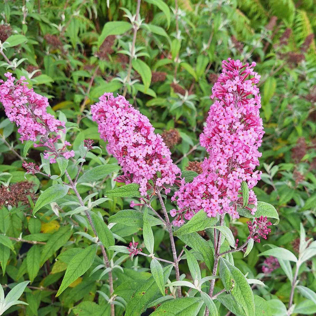 BUDDLEJA PINK DELIGHT (3)-min