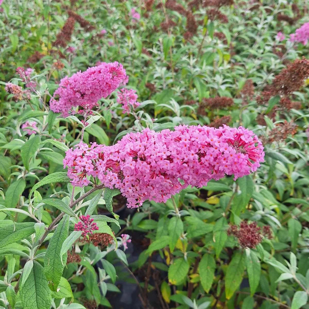 BUDDLEJA PINK DELIGHT (2)-min