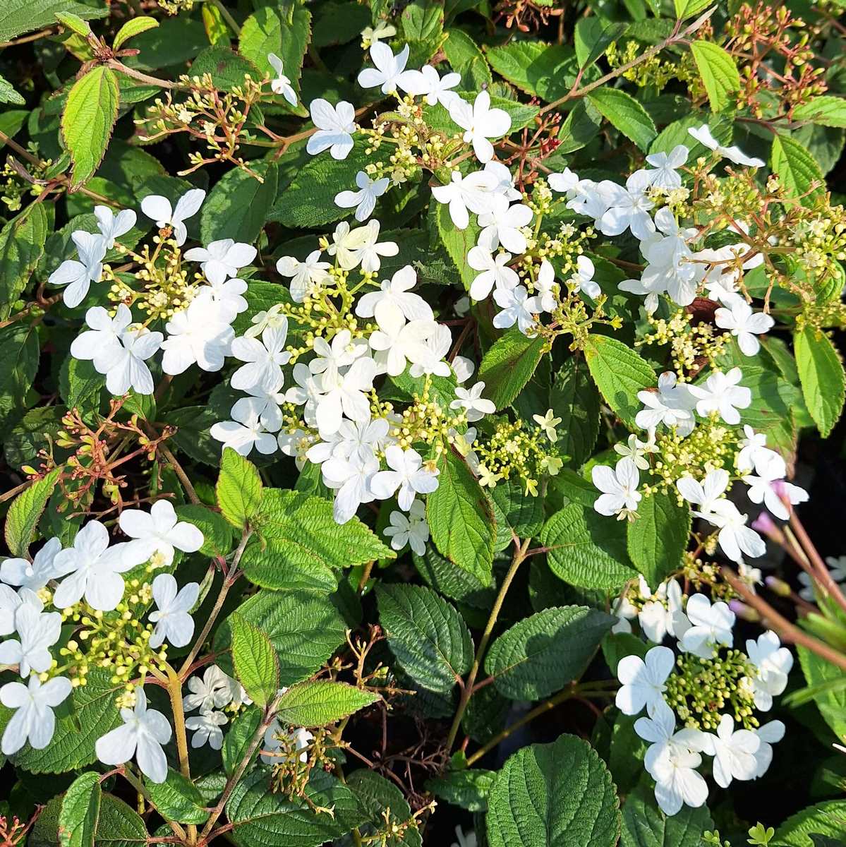 VIBURNUM WATANABE-min
