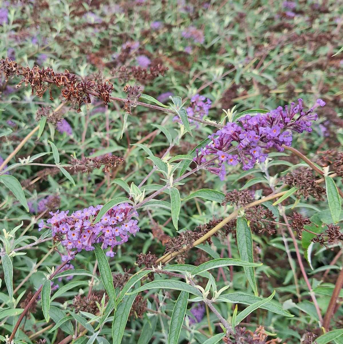 BUDDLEJA NANHO BLUE-min