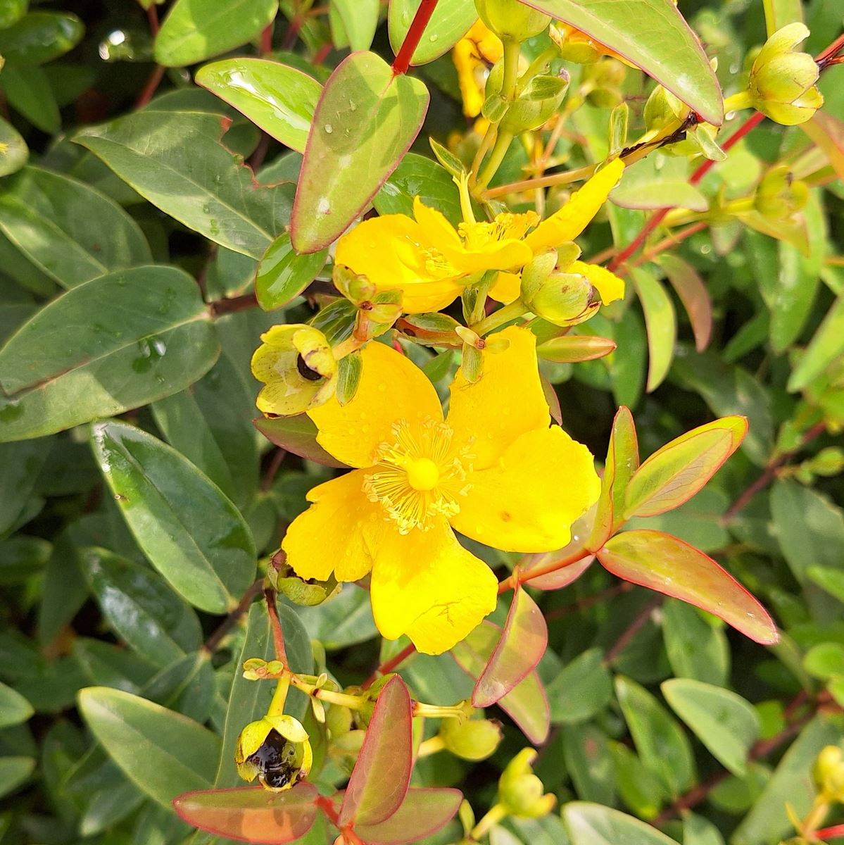 HYPERICUM HIDCOTE (2)-min