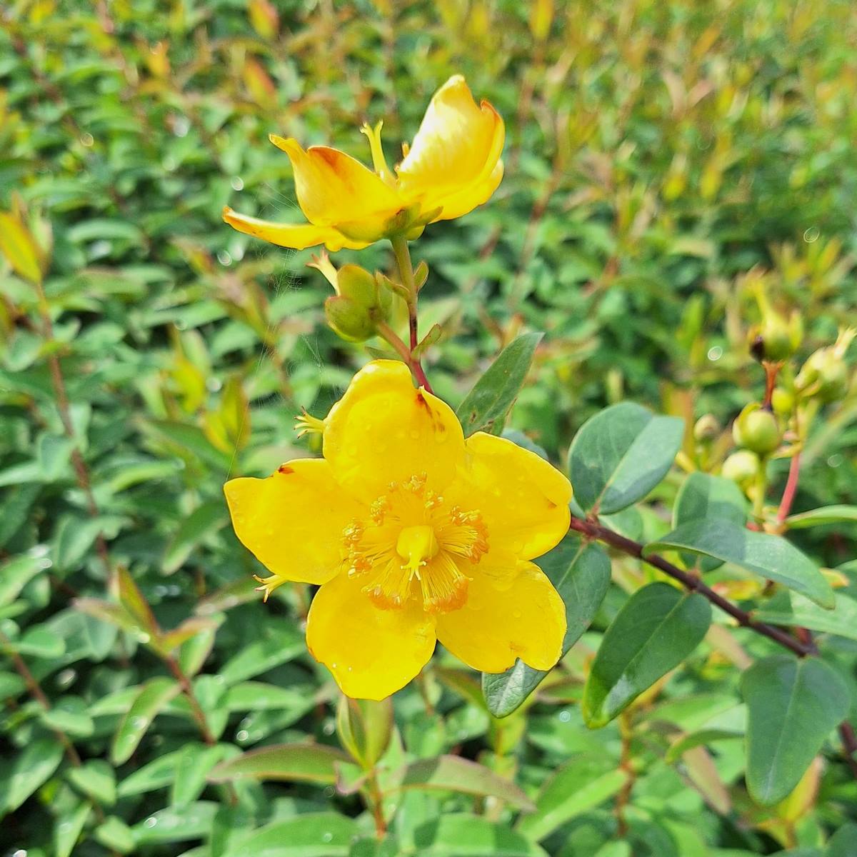 HYPERICUM HIDCOTE-min