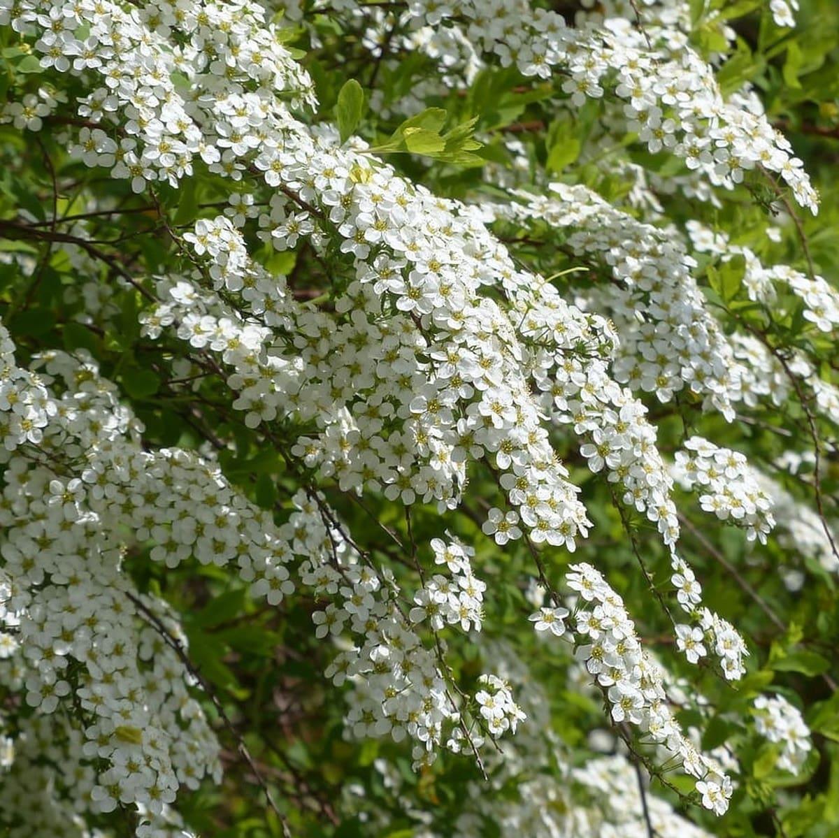 SPIRAEA GREFSHEIM 2 W-min