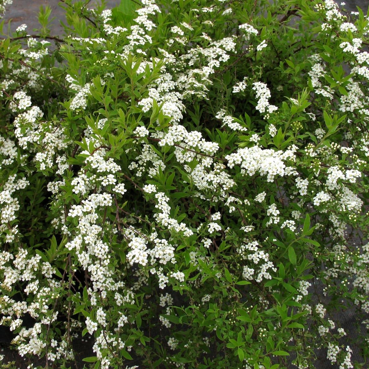 SPIRAEA GREFSHEIM W-min