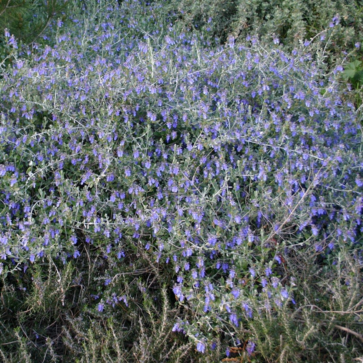 TEUCRIUM FRUTICANS 2 W-min
