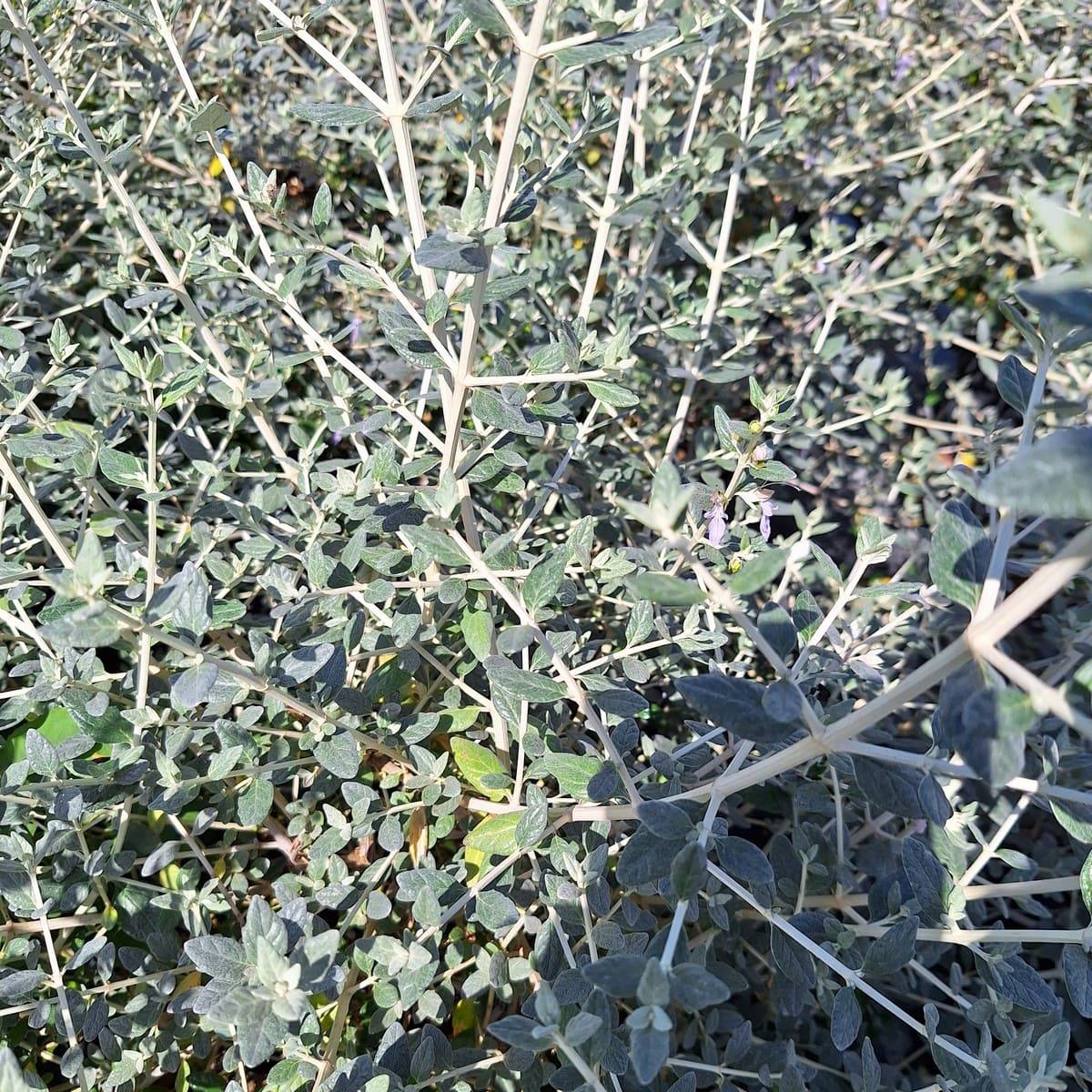 TEUCRIUM FRUTICANS-min