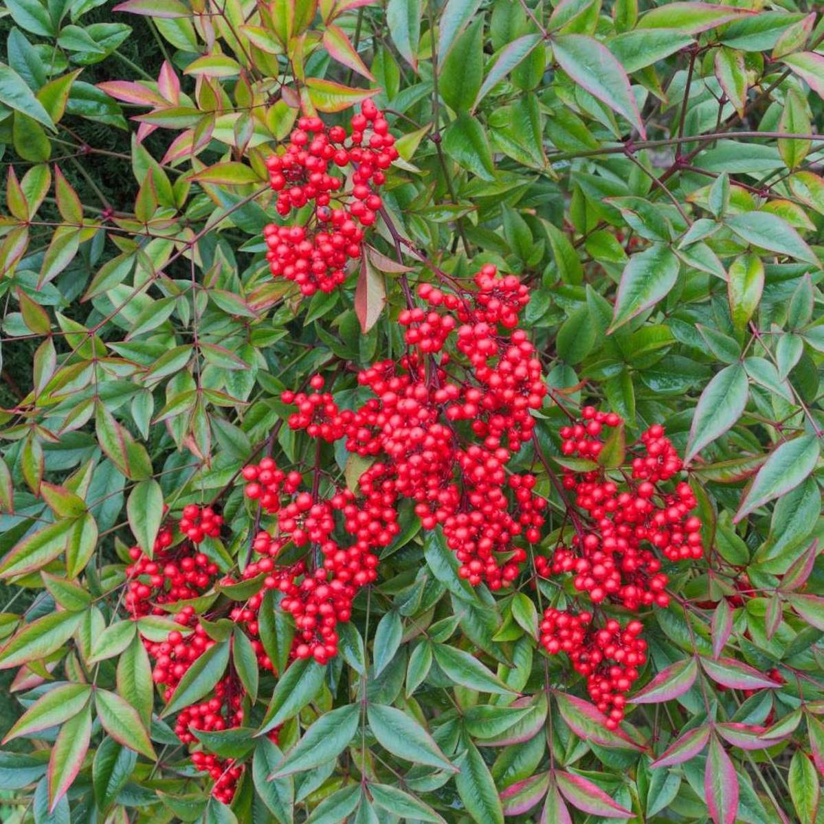 NANDINA DOMESTICA 2 W-min