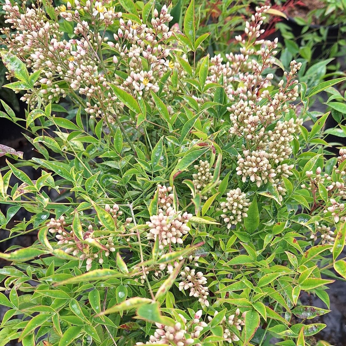 NANDINA DOMESTICA-min (2)
