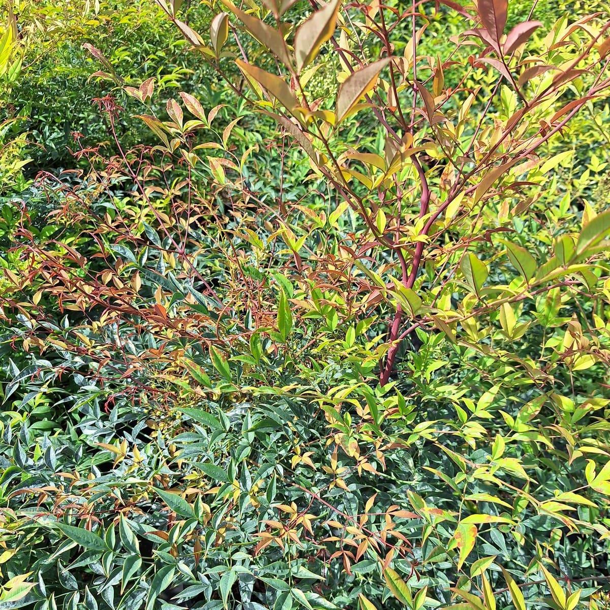 NANDINA DOMESTICA-min