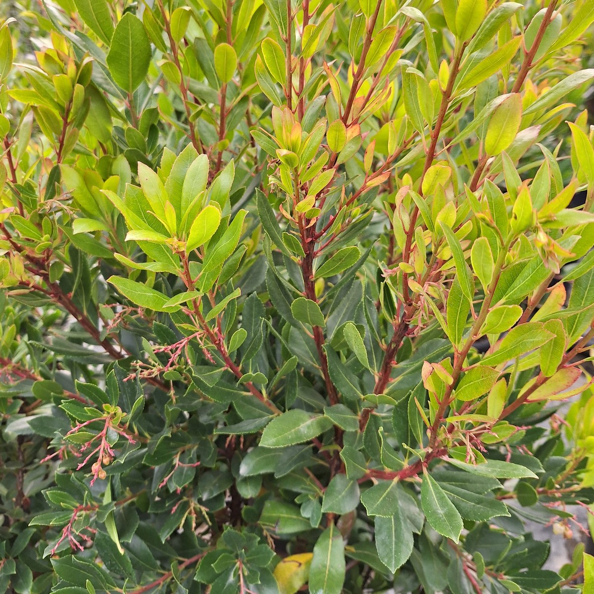 ARBUTUS UNEDO (2)