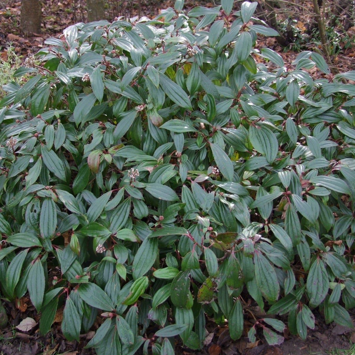 VIBURNUM DAVIDII 2 W-min