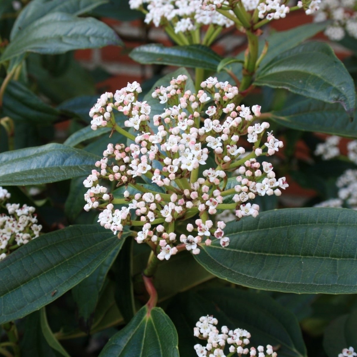 VIBURNUM DAVIDII 3 W-min