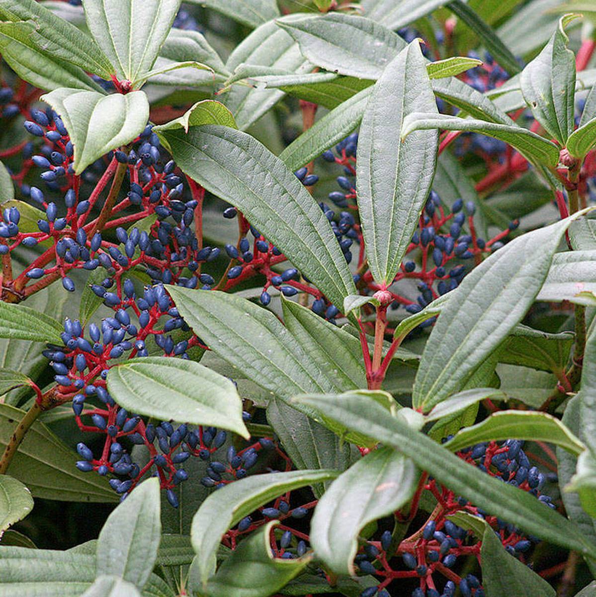 VIBURNUM DAVIDII W-min