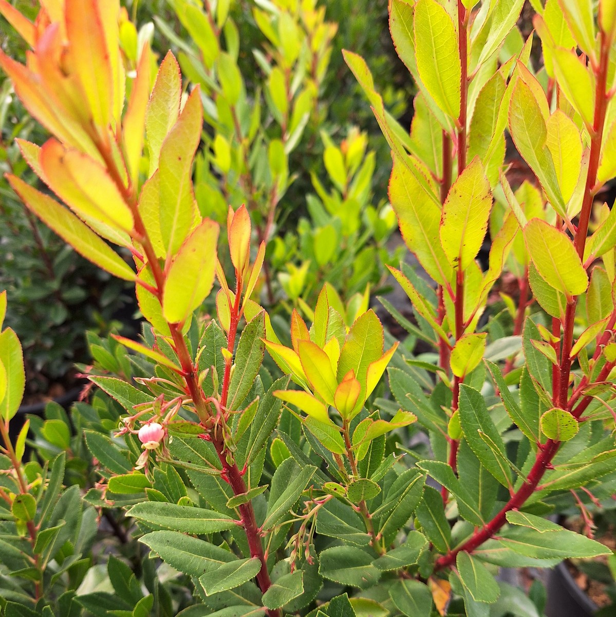 ARBUTUS UNEDO