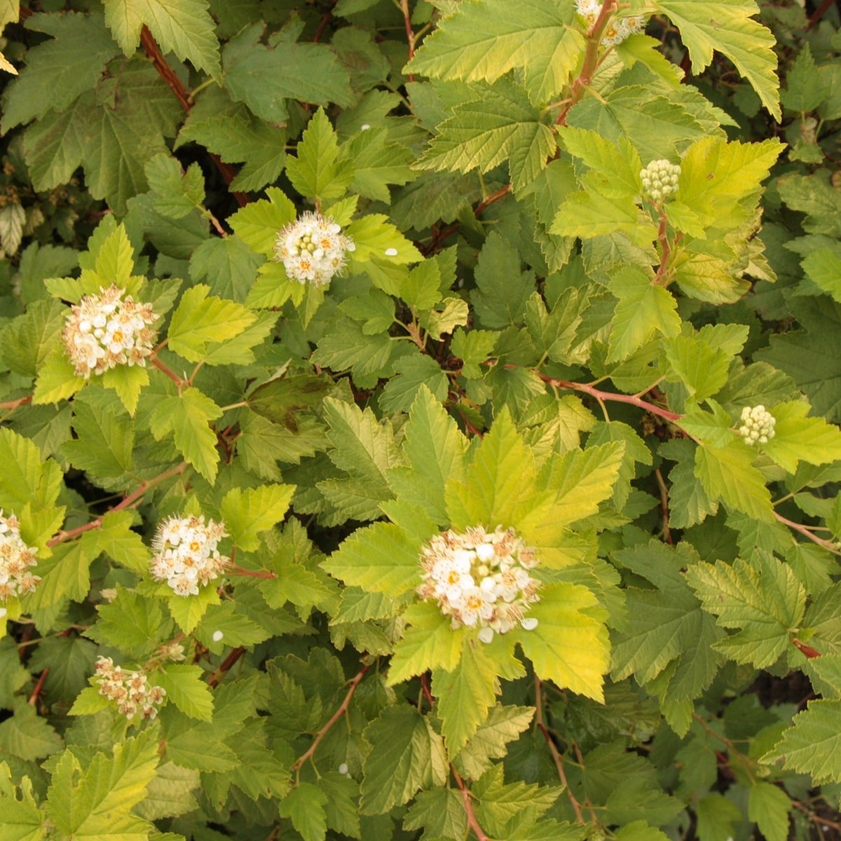 PHYSOCARPUS NUGGET W-min