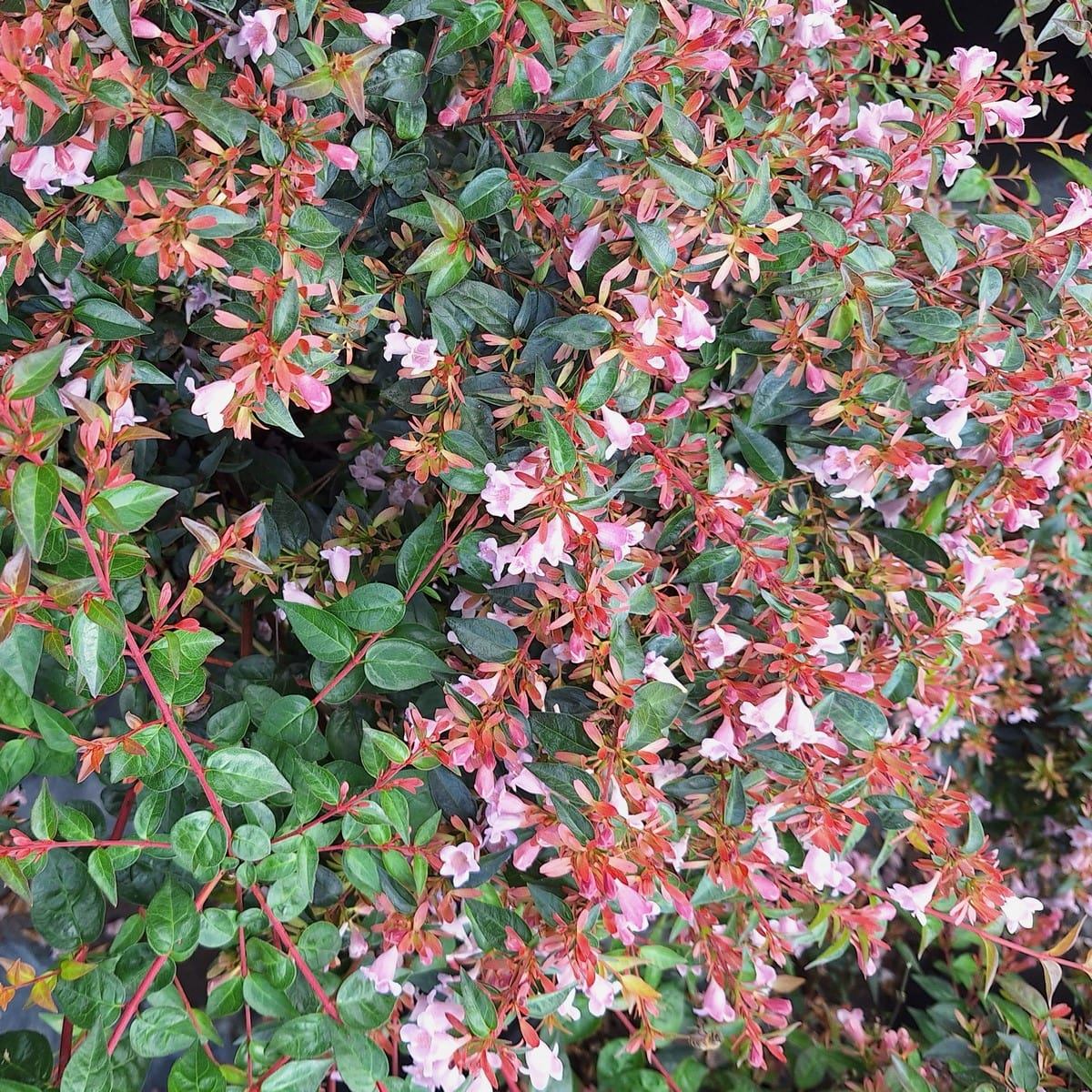 ABELIA EDWARD GOUCHER-min