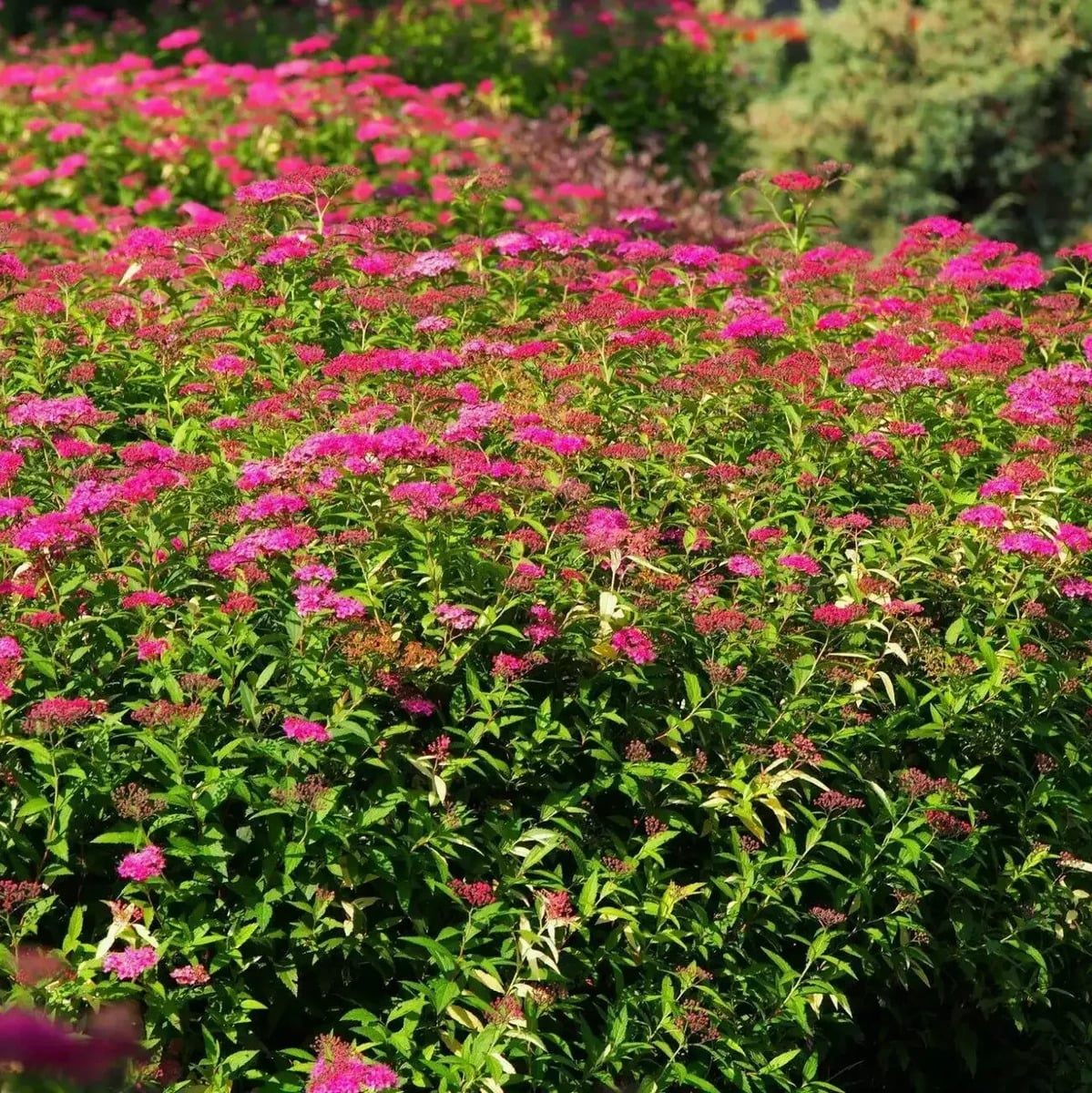 SPIRAEA ANTHONY WATERER 2 W-min