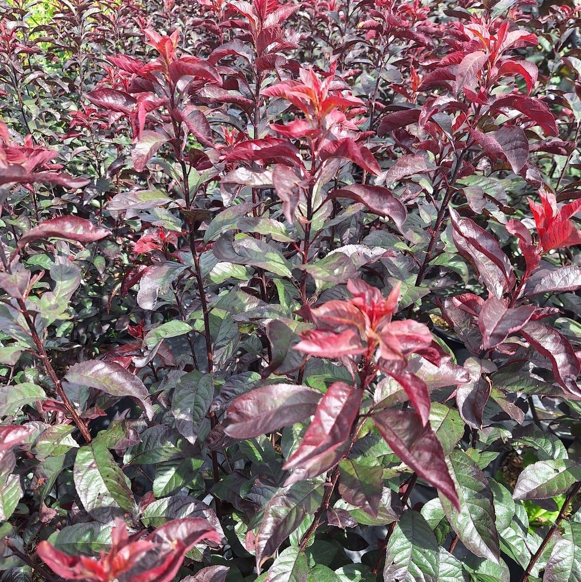 PRUNUS CISTENA-min