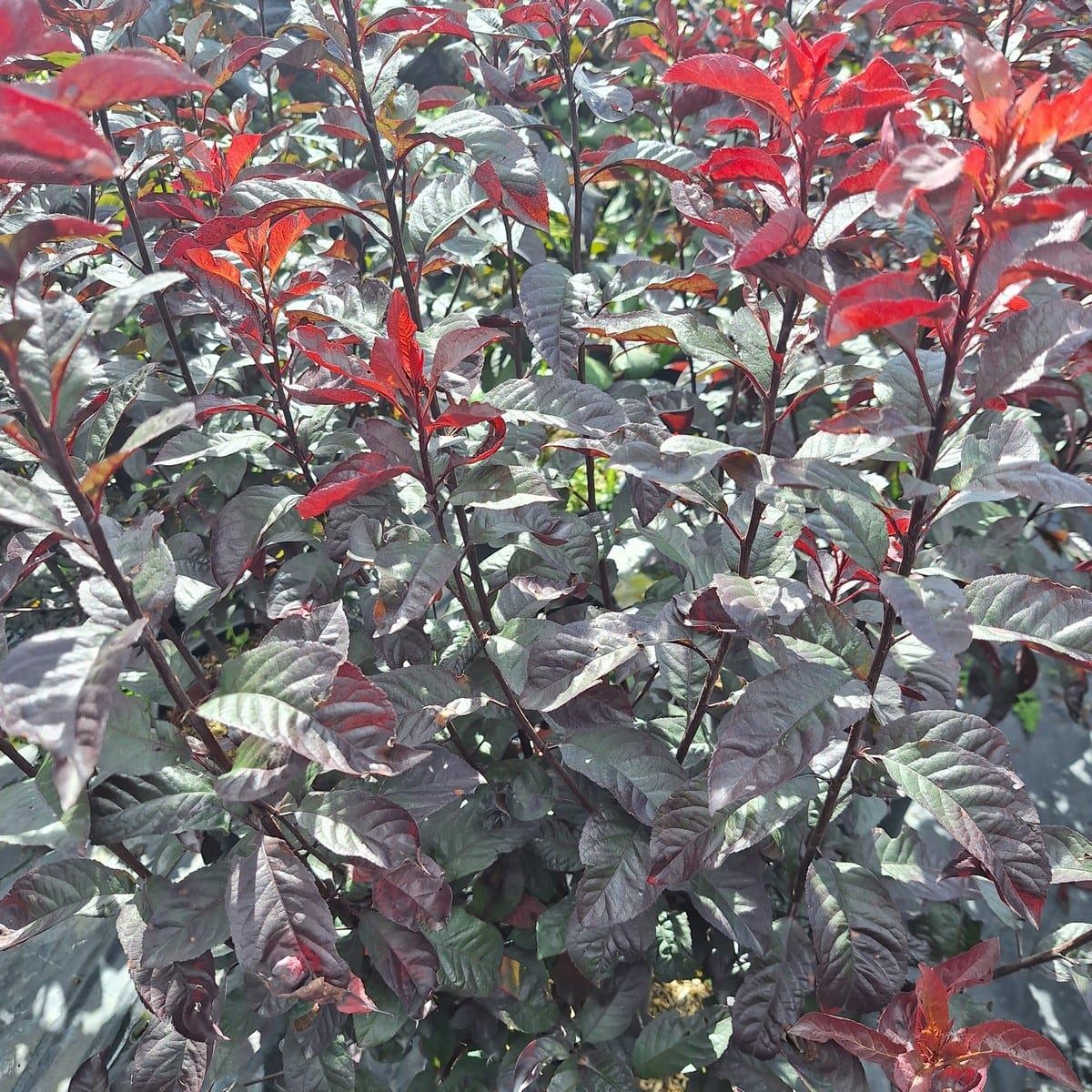 PRUNUS CISTENA (2)-min