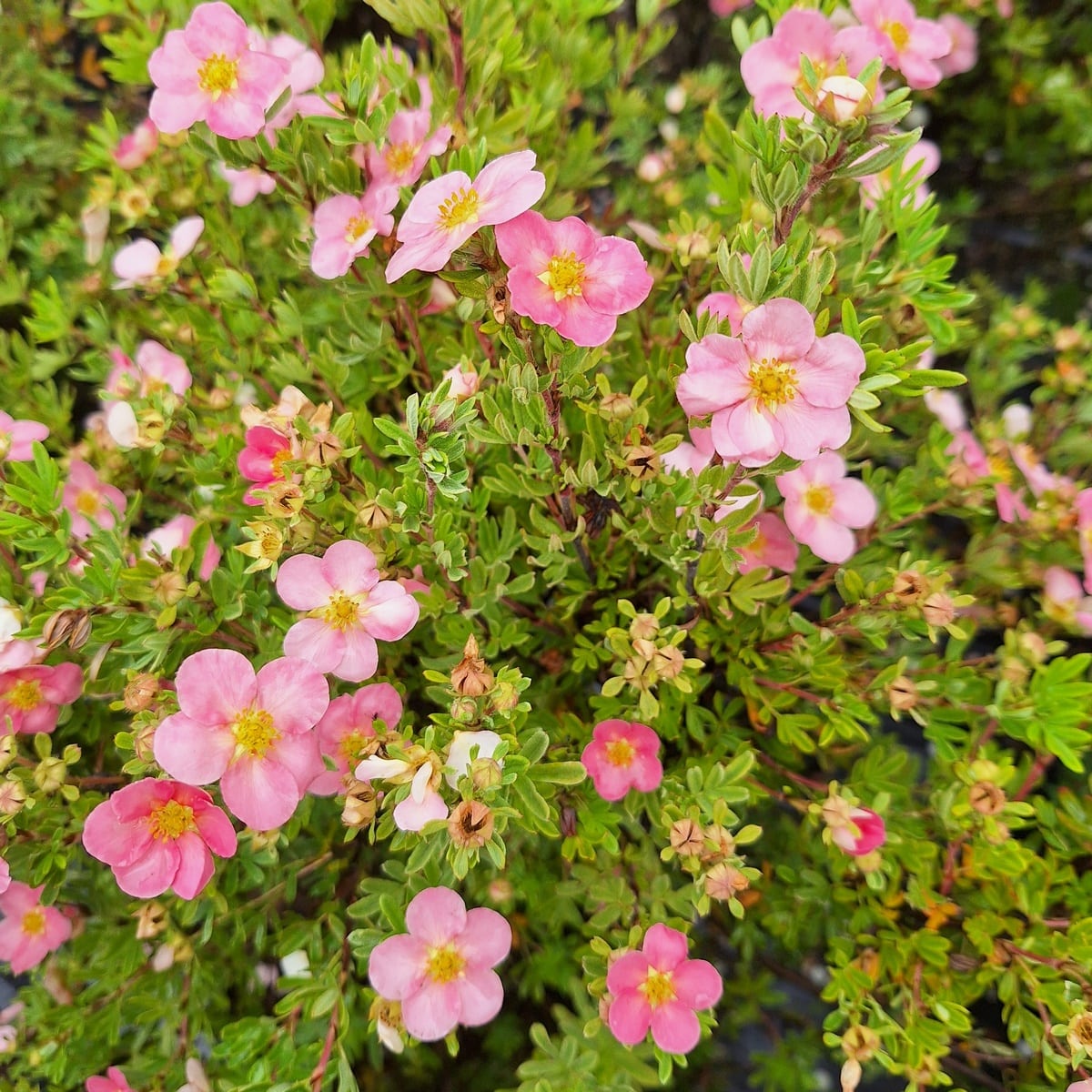 POTENTILLA ROSEA-min