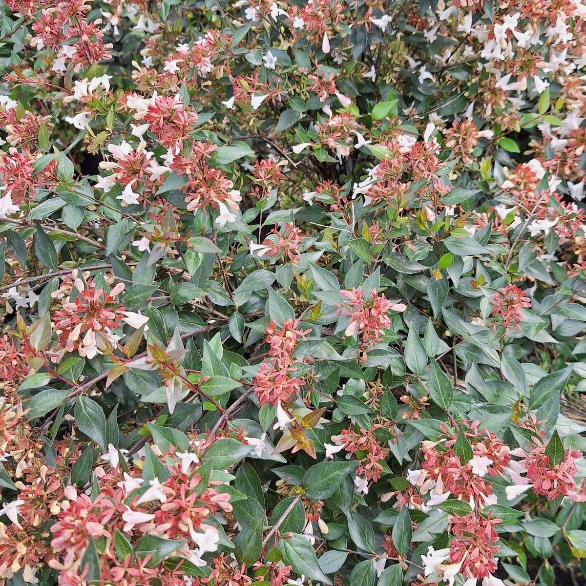 ABELIA GRANDIFLORA (2)-min
