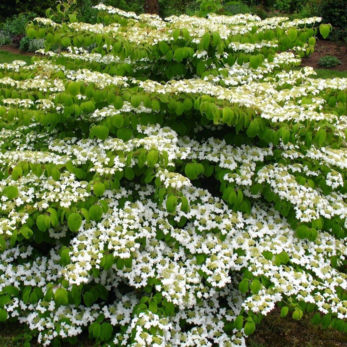 VIBURNUM MARIESII 2 W-min
