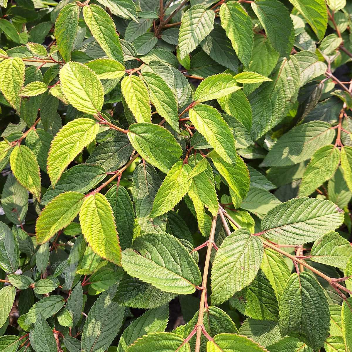 VIBURNUM MARIESII (2)-min
