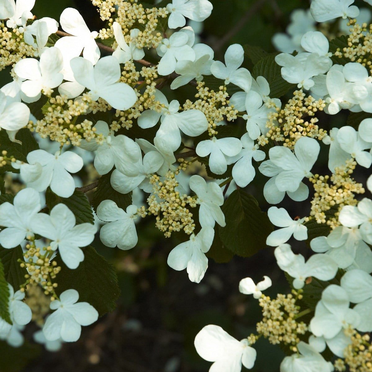VIBURNUM MARIESII 3 W-min
