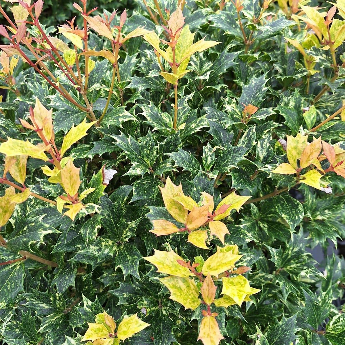 OSMANTHUS GOSHIKI (2)-min