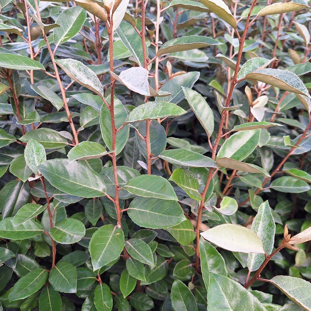ELAEAGNUS EBBINGEI (2)-min
