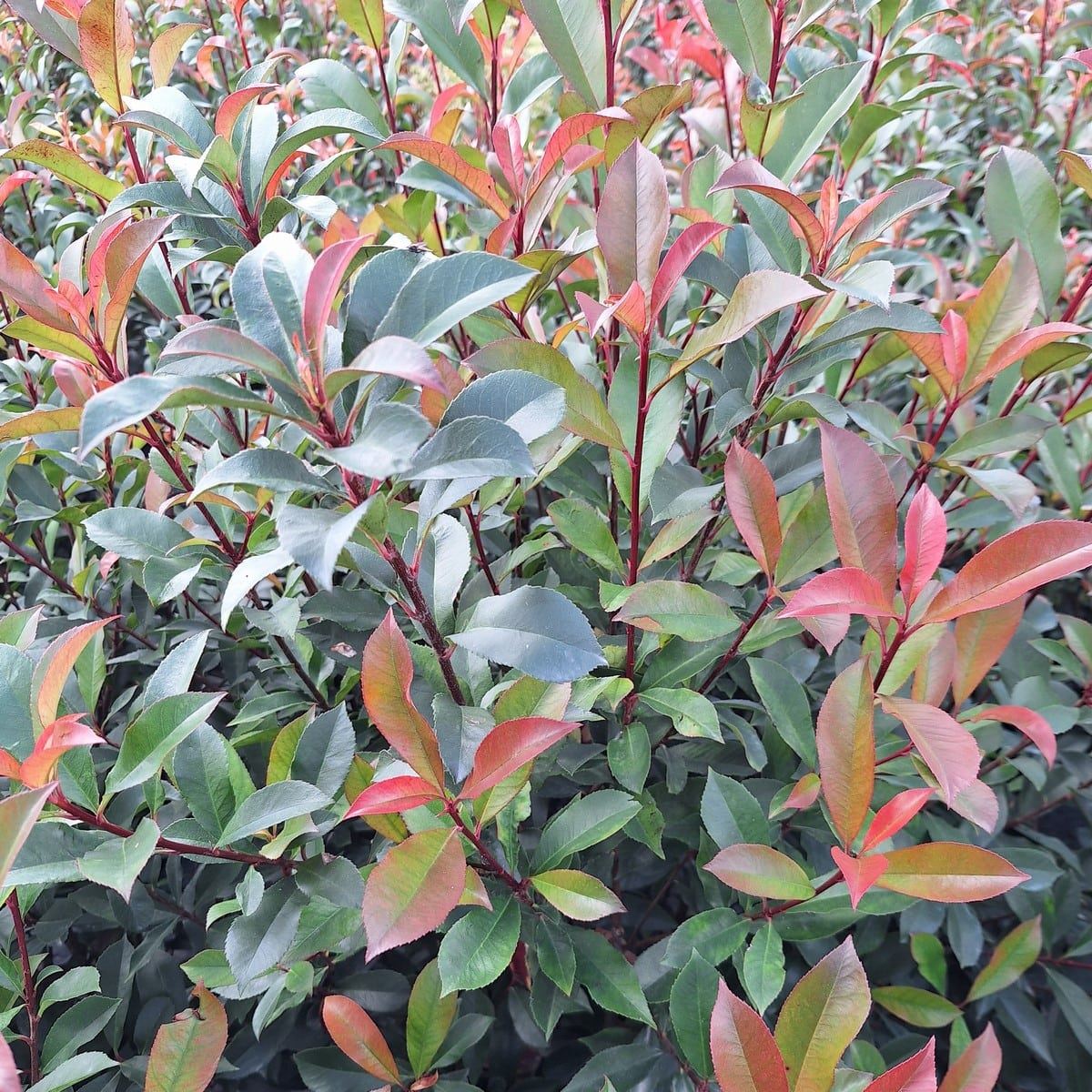 PHOTINIA CARRE ROUGE (2)-min