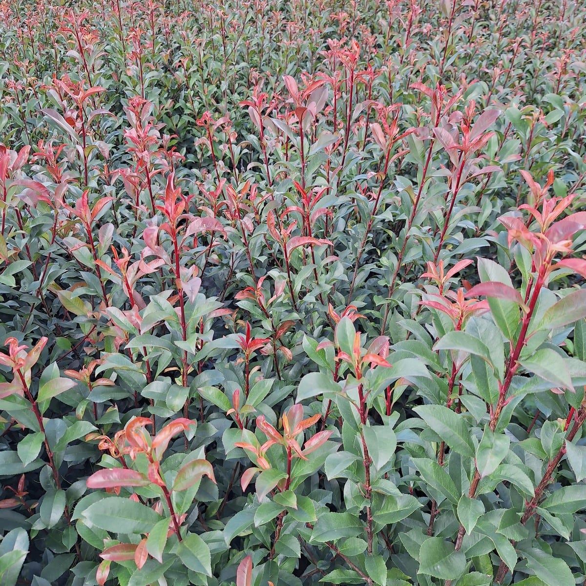 PHOTINIA CARRE ROUGE-min