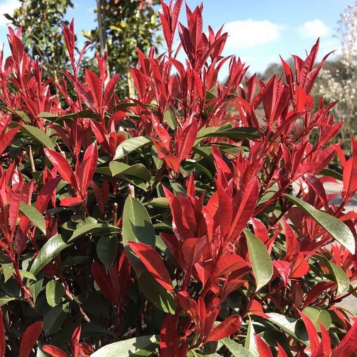 PHOTINIA CARRE ROUGE W 2-min