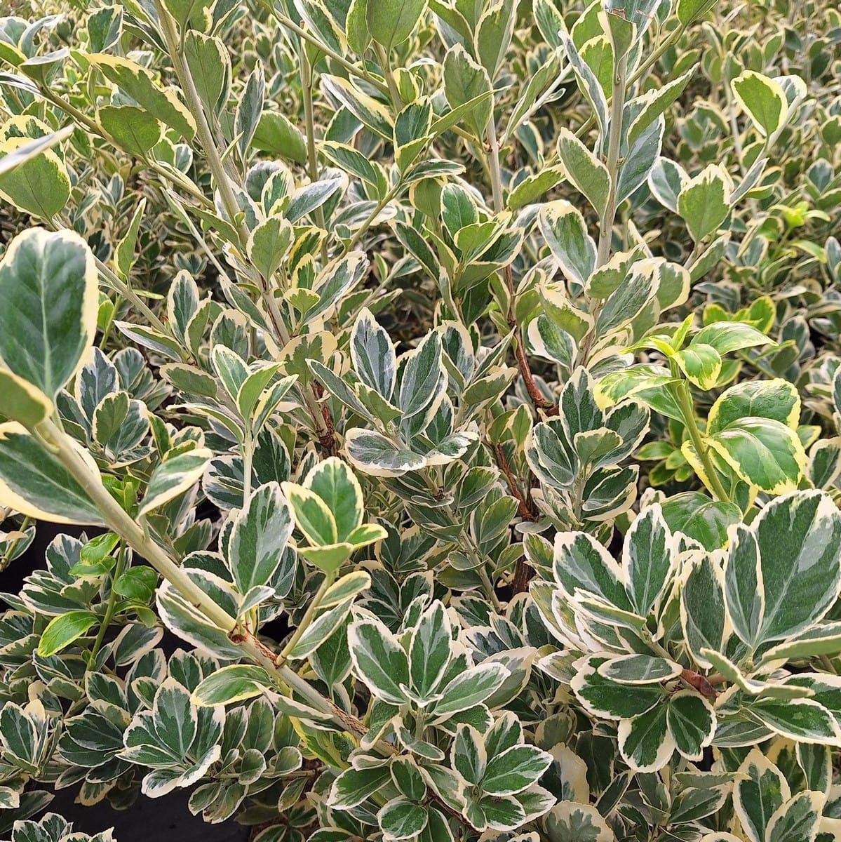 EUONYMUS PRESIDENT GAUTHIER (3)-min