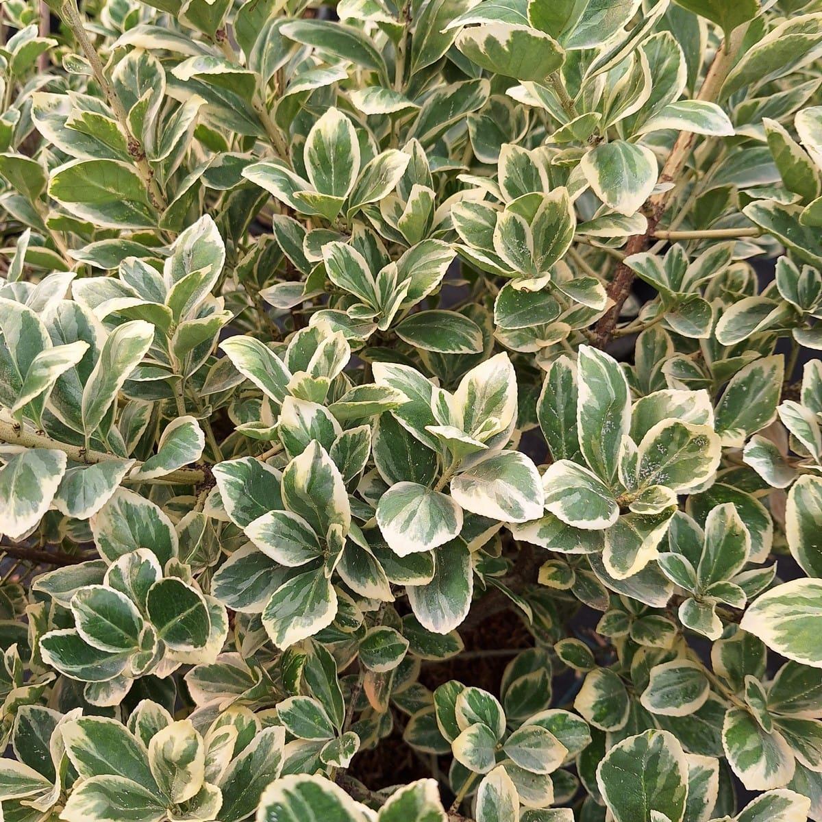 EUONYMUS PRESIDENT GAUTHIER-min