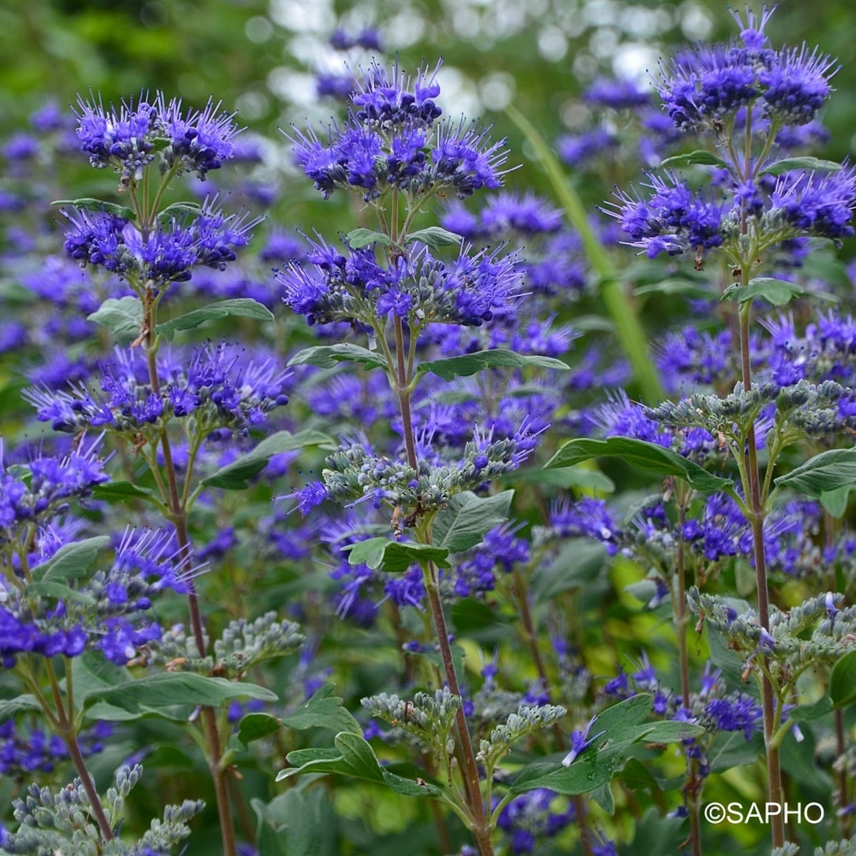 CARYOPTERIS GRAND BLEU SAPHO (2)-min