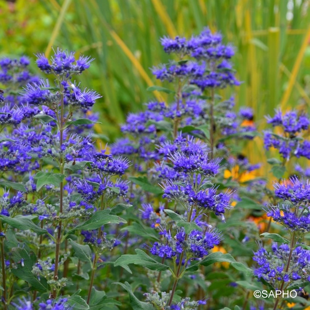 CARYOPTERIS GRAND BLEU SAPHO (3)-min