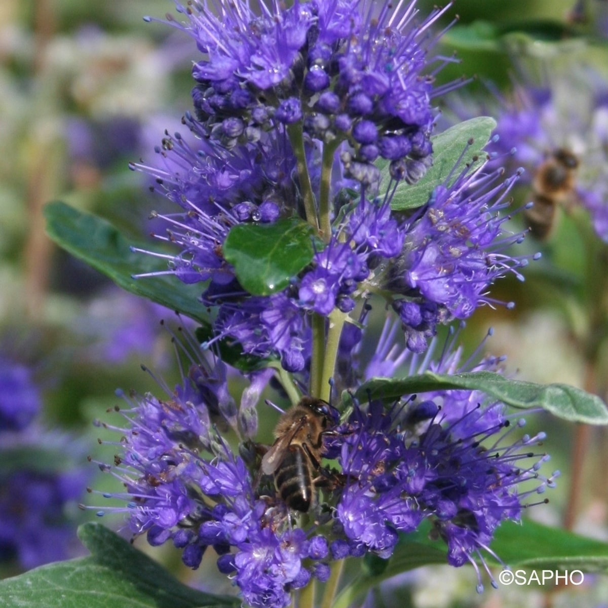CARYOPTERIS GRAND BLEU SAPHO (4)-min