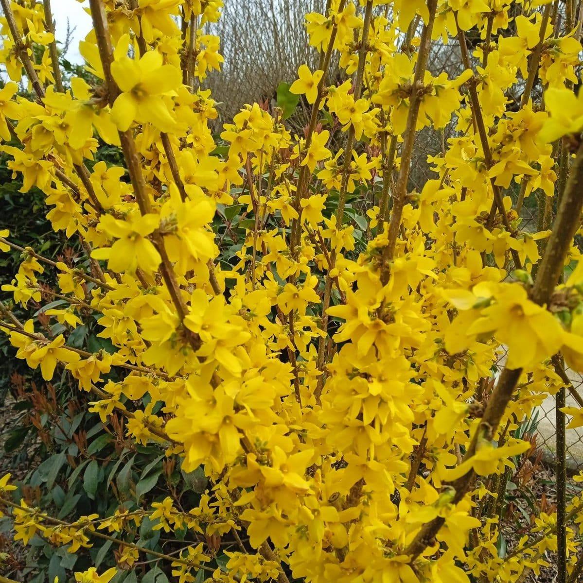 FORSYTHIA LYNWOOD GOLD W-min