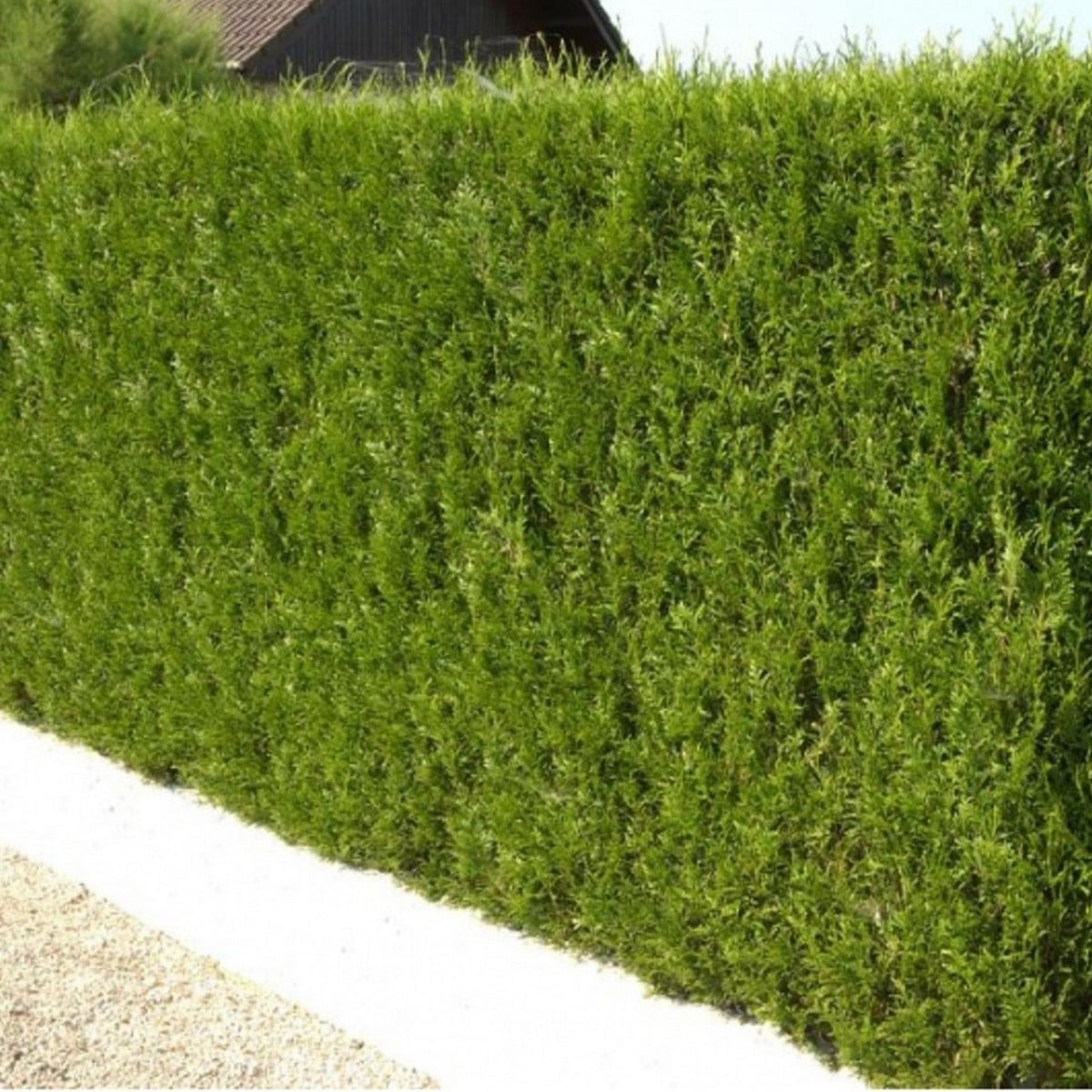 THUYA ATROVIRENS 2 W-min